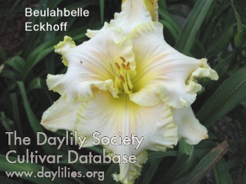 Daylily Beulahbelle Eckhoff